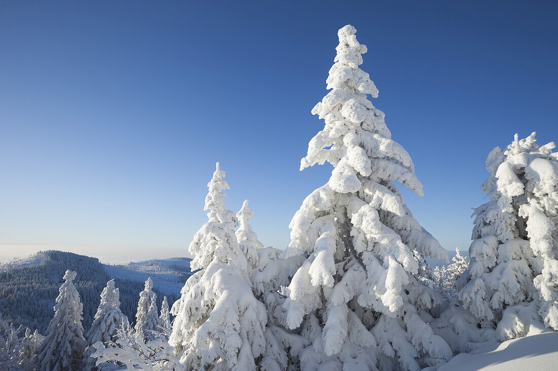 Schneebedeckte Fichten, Großer Arber, Böhmerwald, Bayern, Deutschland