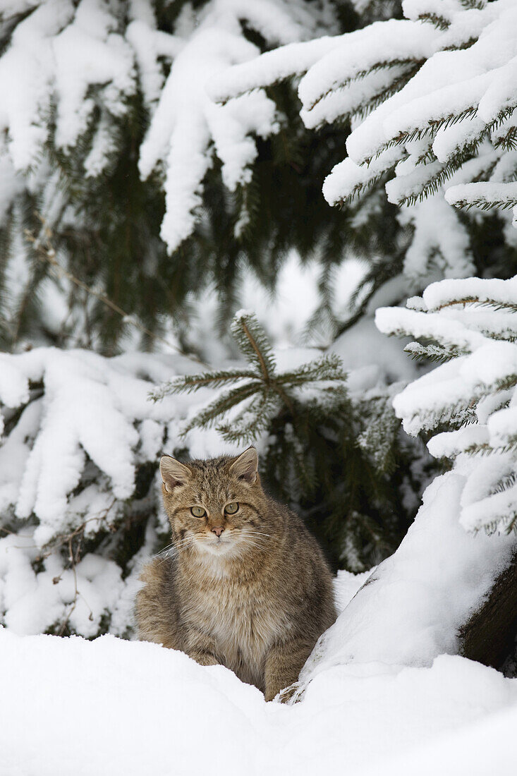 Portrait of European Wildcat