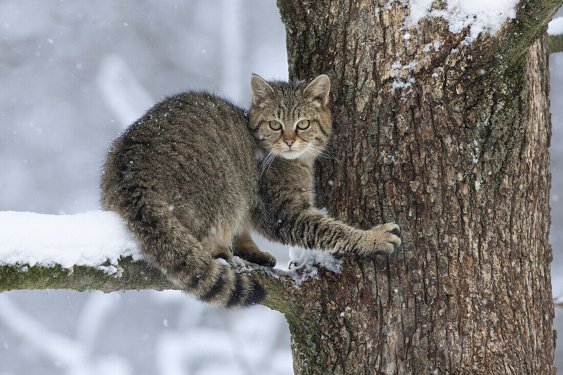 Porträt der Europäischen Wildkatze