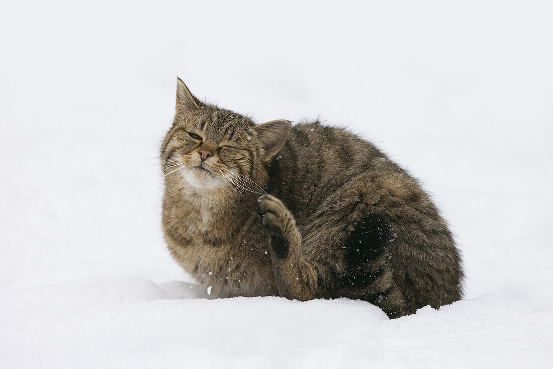 Portrait of Young European Wildcat