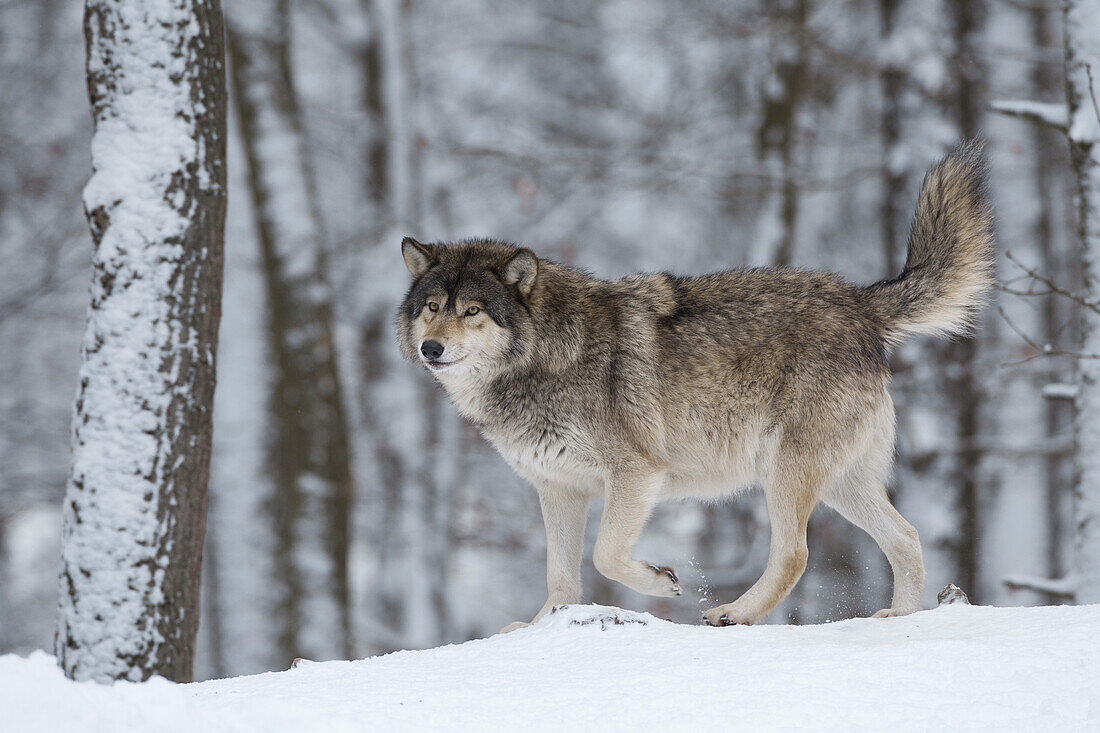 Porträt eines Timberwolfs