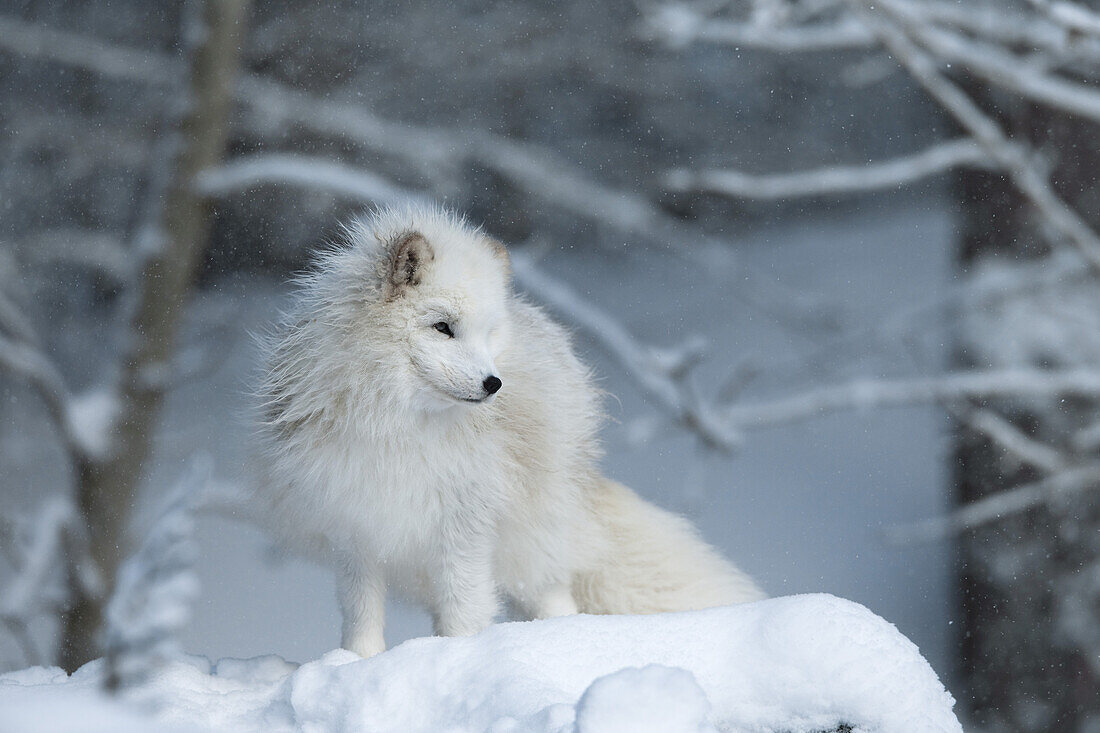 Arctic Fox