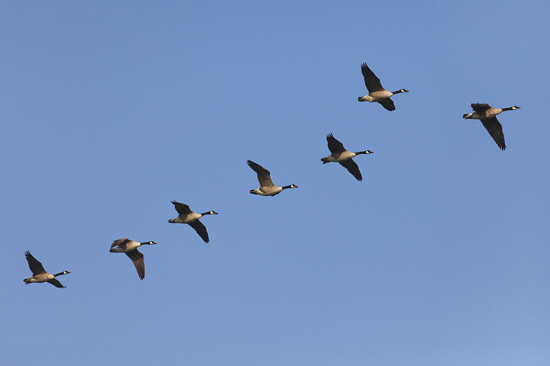 Flock of Canada Geese Flying, Germany