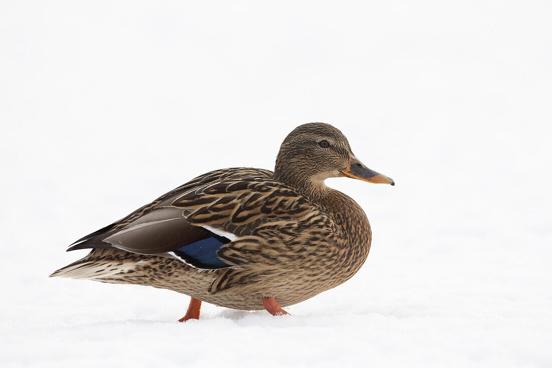 Female Mallard in Snow