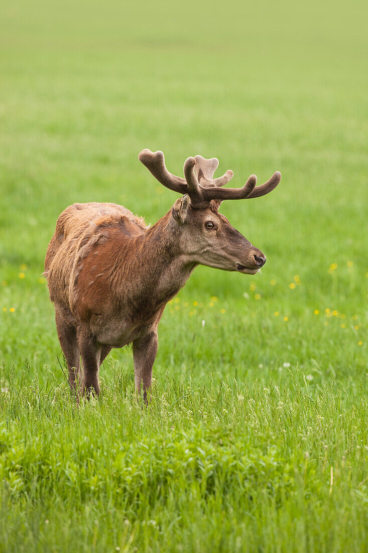 Porträt eines Rothirsches, Deutschland