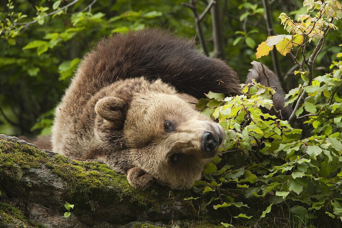 Brown Bear Resting on Rock, Bavarian Forest National Park, Bavaria, Germany