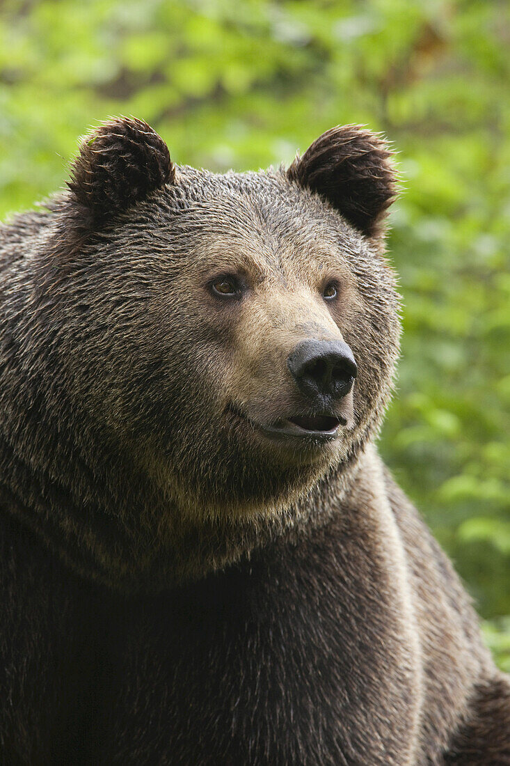 Männlicher Braunbär, Nationalpark Bayerischer Wald, Bayern, Deutschland