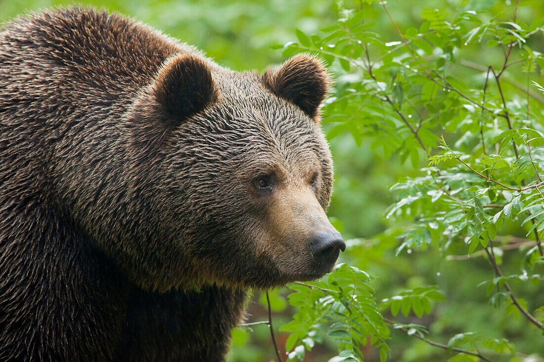 Brown Bear, Bavarian Forest National Park, Bavaria, Germany