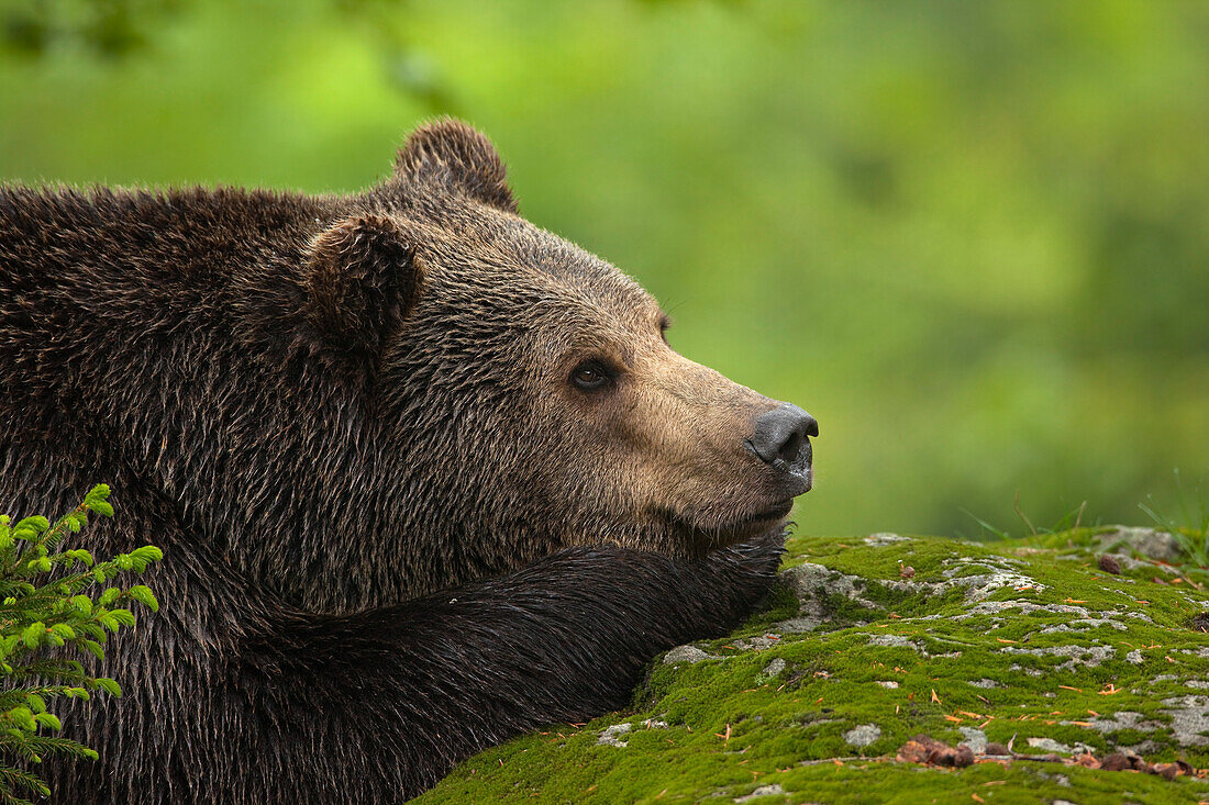 Männlicher Braunbär auf Felsen ruhend, Nationalpark Bayerischer Wald, Bayern, Deutschland