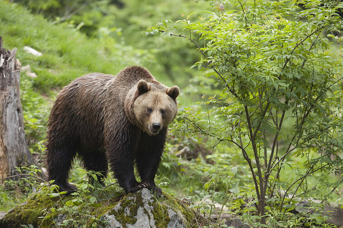 Braunbär, Nationalpark Bayerischer Wald, Bayern, Deutschland