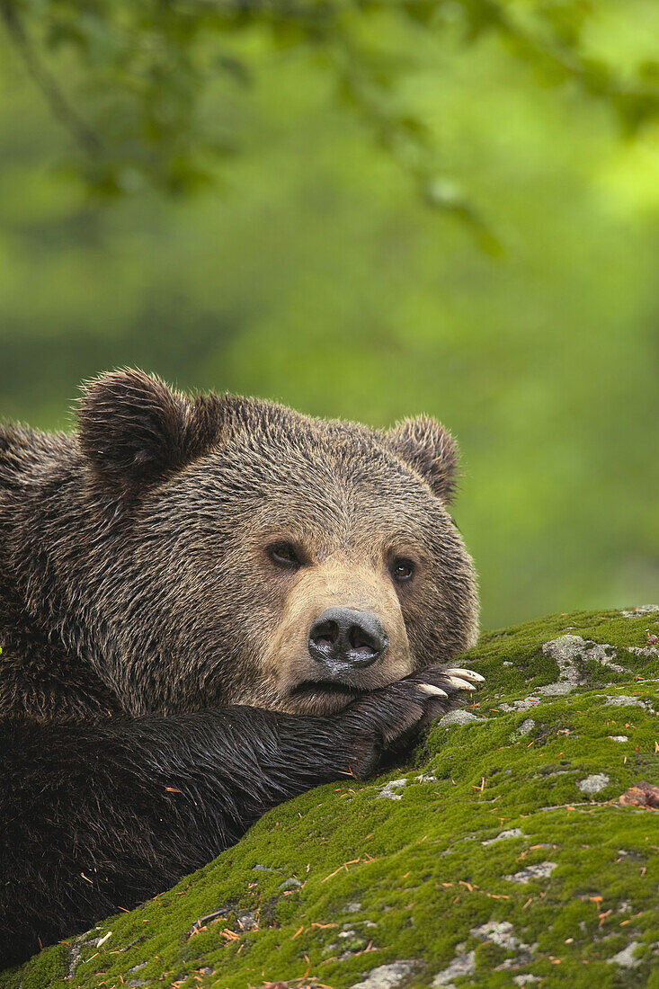 Braunbärenmännchen auf Felsen ruhend, Nationalpark Bayerischer Wald, Bayern, Deutschland