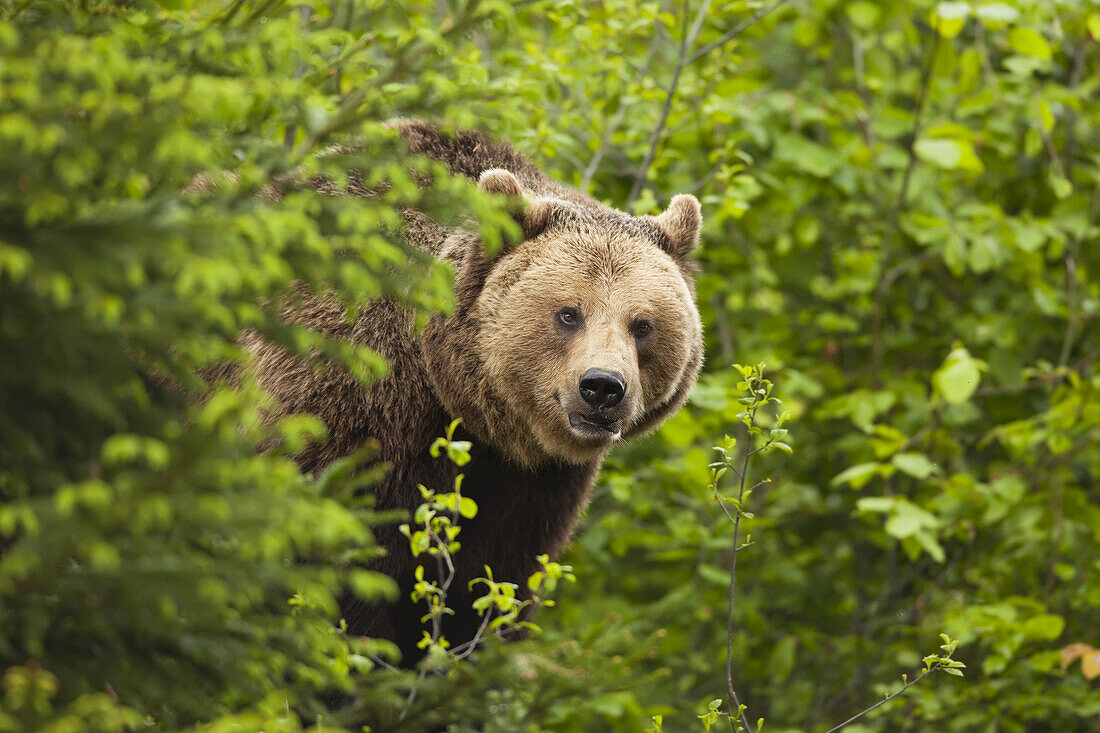 Brown Bear, Bavarian Forest National Park, Bavaria, Germany