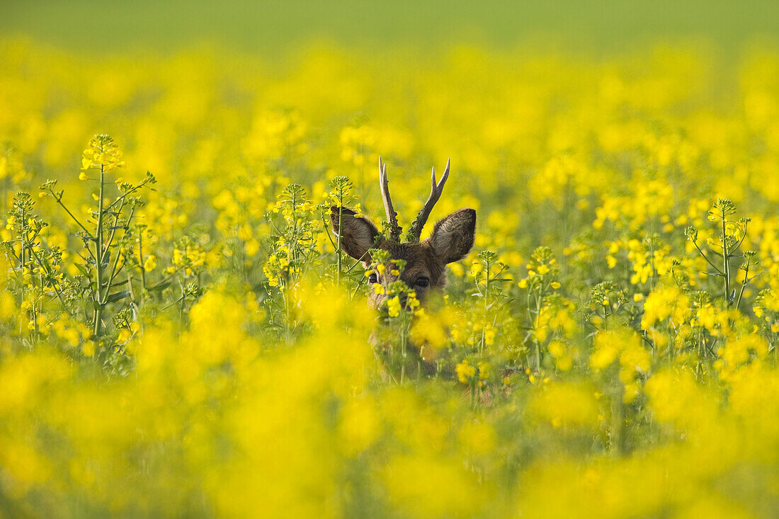 Roebuck in Canola Field, Germany