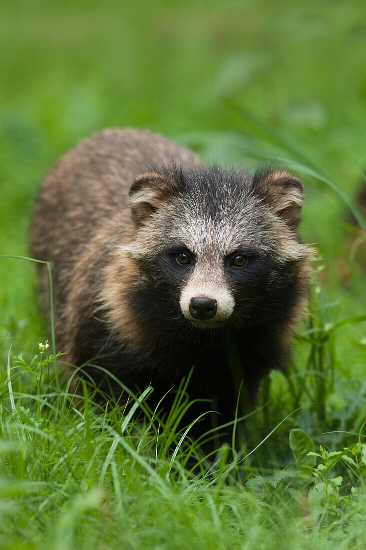 Porträt eines Waschbärenhundes