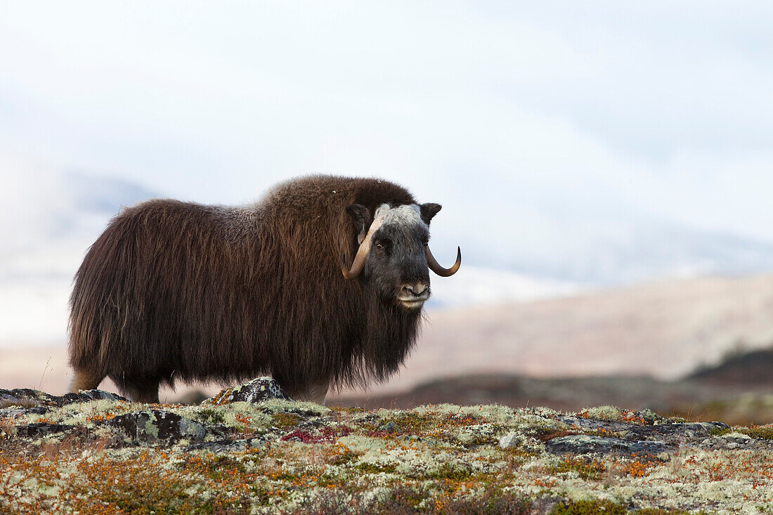 Moschusochse, Dovrefjell-Sunndalsfjella-Nationalpark, Norwegen