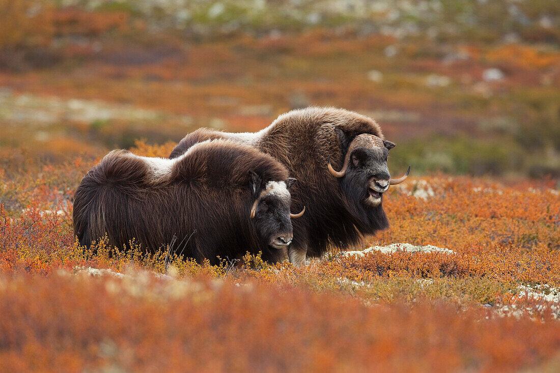 Moschusochsen, Dovrefjell-Sunndalsfjella-Nationalpark, Norwegen