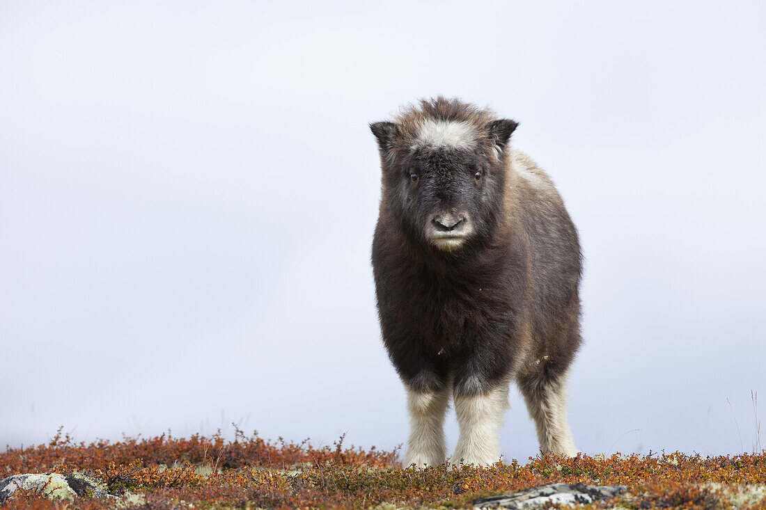 Moschusochsen-Kalb, Dovrefjell-Sunndalsfjella-Nationalpark, Norwegen