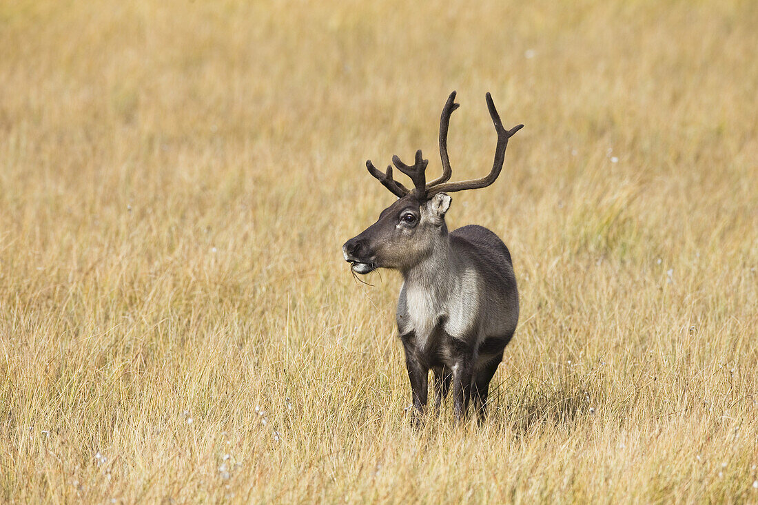 Portrait of Reindeer, Sweden