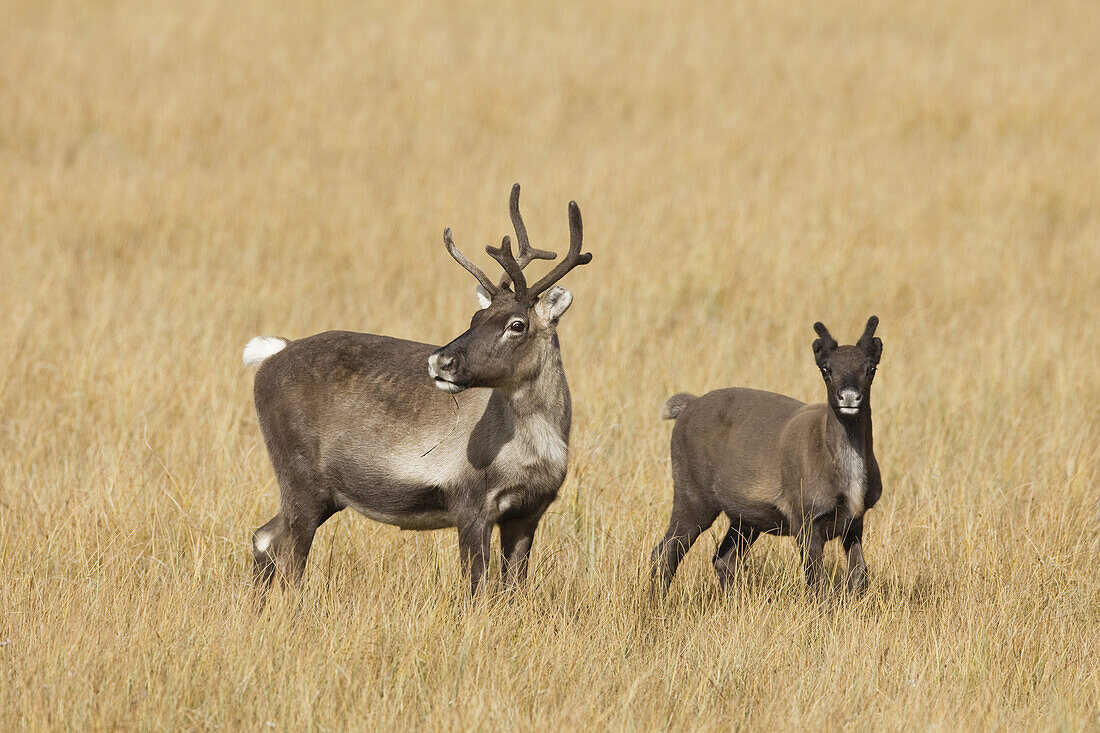 Weibliches Rentier mit Kalb, Schweden