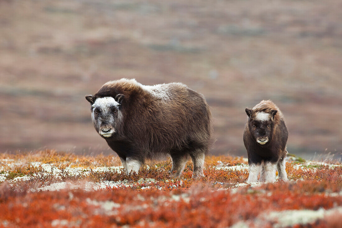 Muskox (Ovibos moschatus) Mother with Calf on Autumnal Tundra, Dovrefjell Sunndalsfjella National Park, Norway