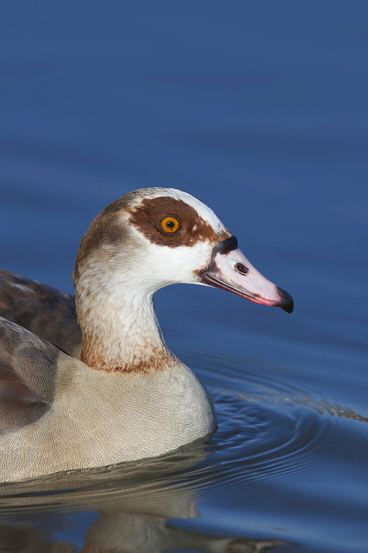 Egyptian Goose, Alopochen aegyptiacus, Germany