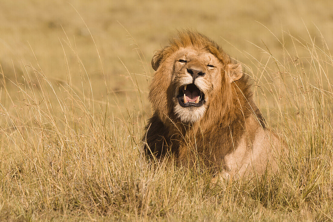 Männlicher afrikanischer Löwe (Panthera leo) im hohen Gras, Maasai Mara Nationalreservat, Kenia, Afrika