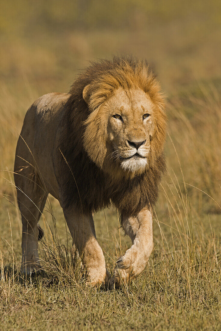Männlicher Löwe (Panthera leo) auf der Pirsch, Masai Mara Nationalreservat, Kenia