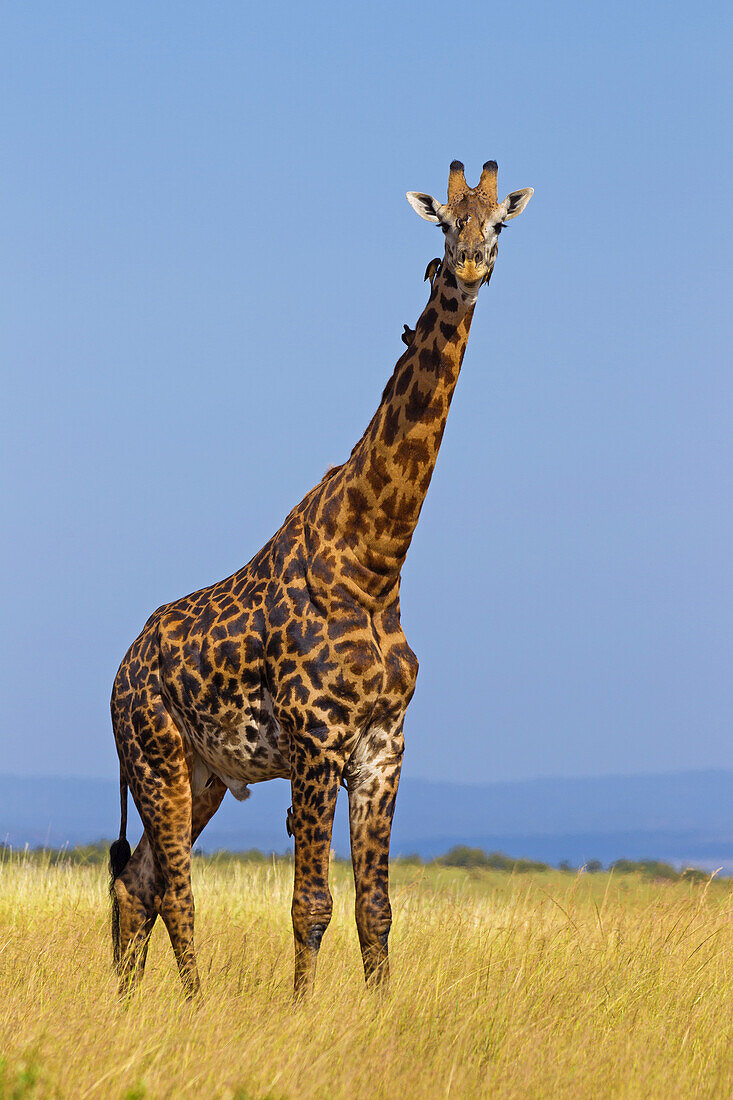 Masai-Giraffe (Giraffa camelopardalis tippelskirchi), Masai Mara Nationalreservat, Kenia