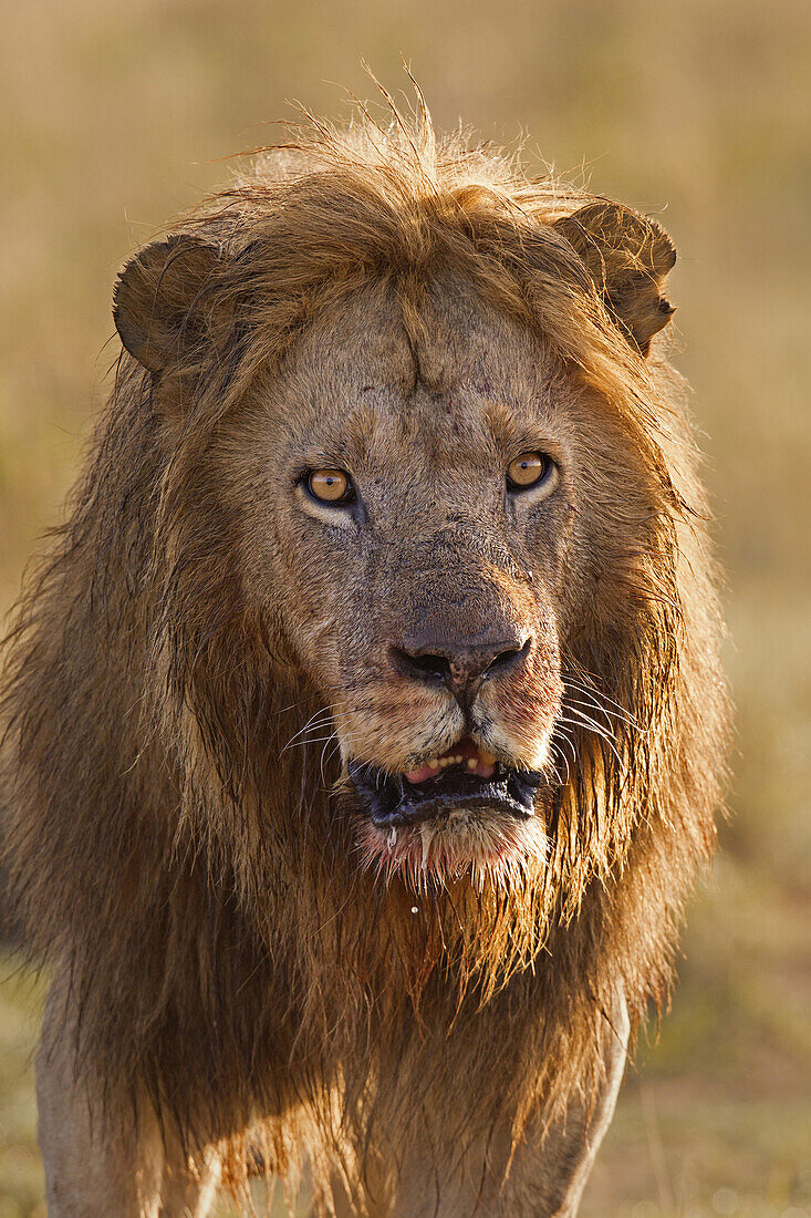 Porträt eines männlichen Löwen (Panthera leo) nach der Fütterung, Masai Mara National Reserve, Kenia
