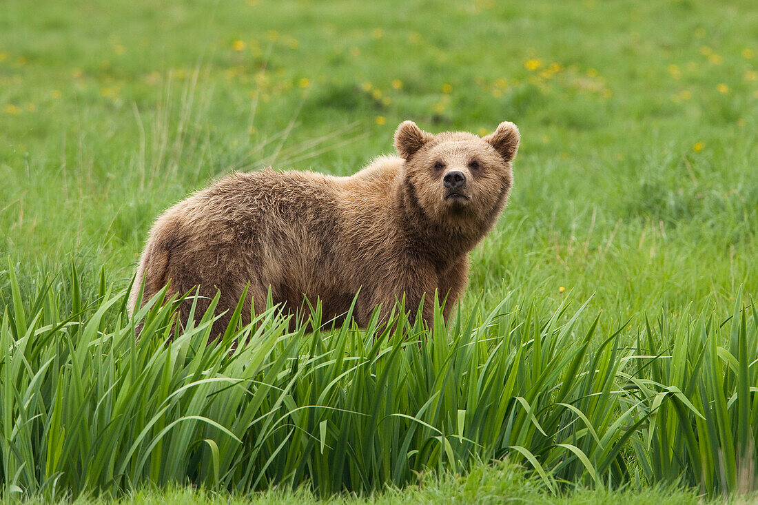 Europäischer Braunbär (Ursus arctos arctos), Deutschland