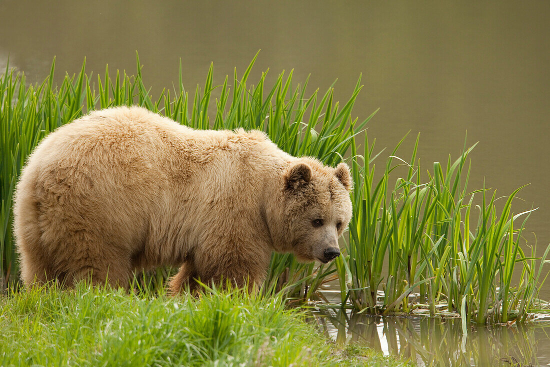 Europäischer Braunbär (Ursus arctos arctos) im Gras am Wasser, Deutschland