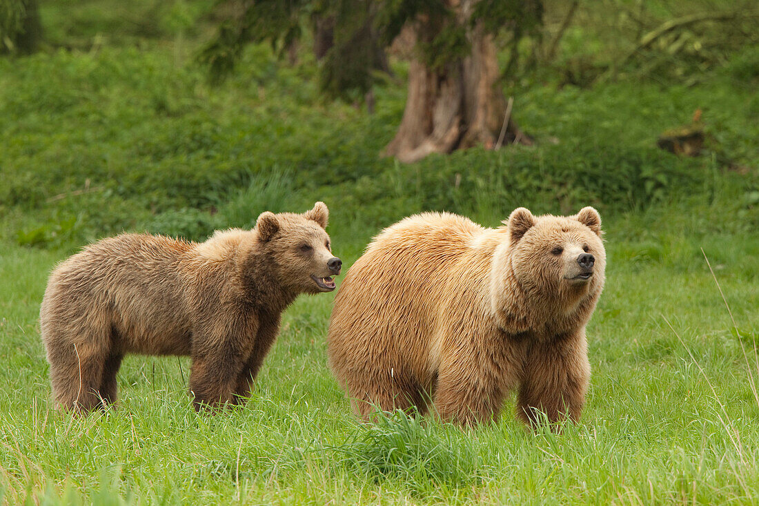 European Brown Bears (Ursus arctos arctos), Bavarian Forest National Park, Germany