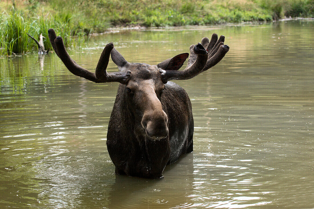 Portrait of Moose (Alces alces) in Water, Germany