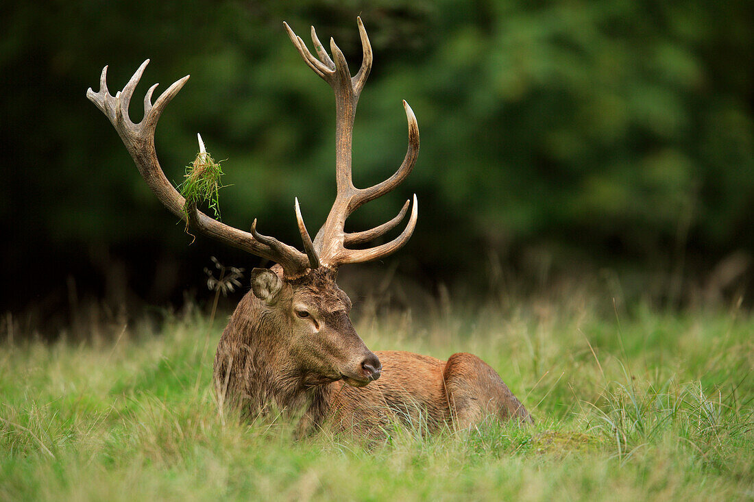 Red Deer (Cervus elaphus), Germany