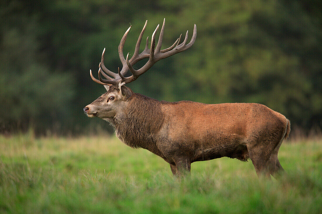 Portrait of Red Deer (Cervus elaphus), Germany