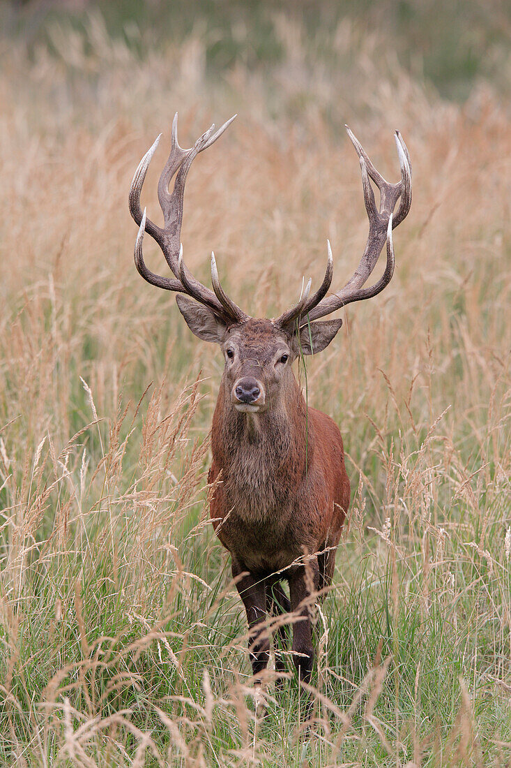 Red Deer (Cervus elaphus), Germany