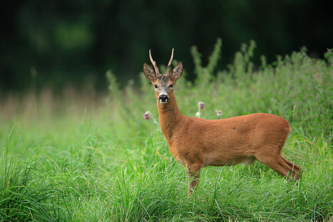 European Roe Deer (Capreolus capreolus), Germany