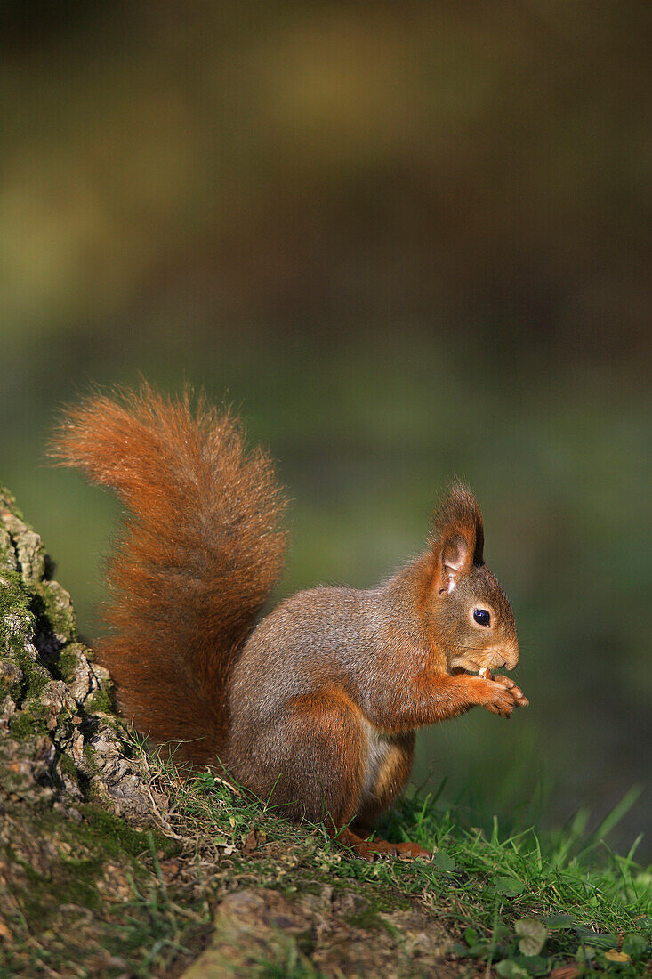 Europäisches Rotes Eichhörnchen (Sciurus vulgaris) mit Haselnuss, Deutschland