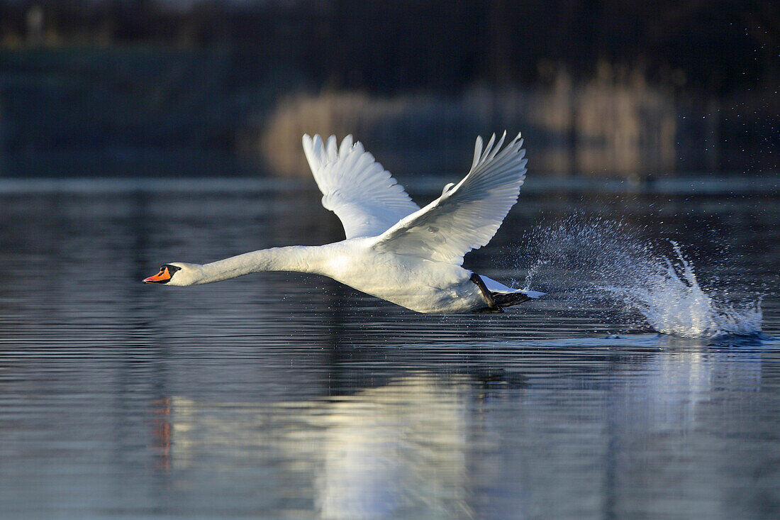 Mute Swan (Cygnus olor) Flying over a Lake, Hesse, Germany