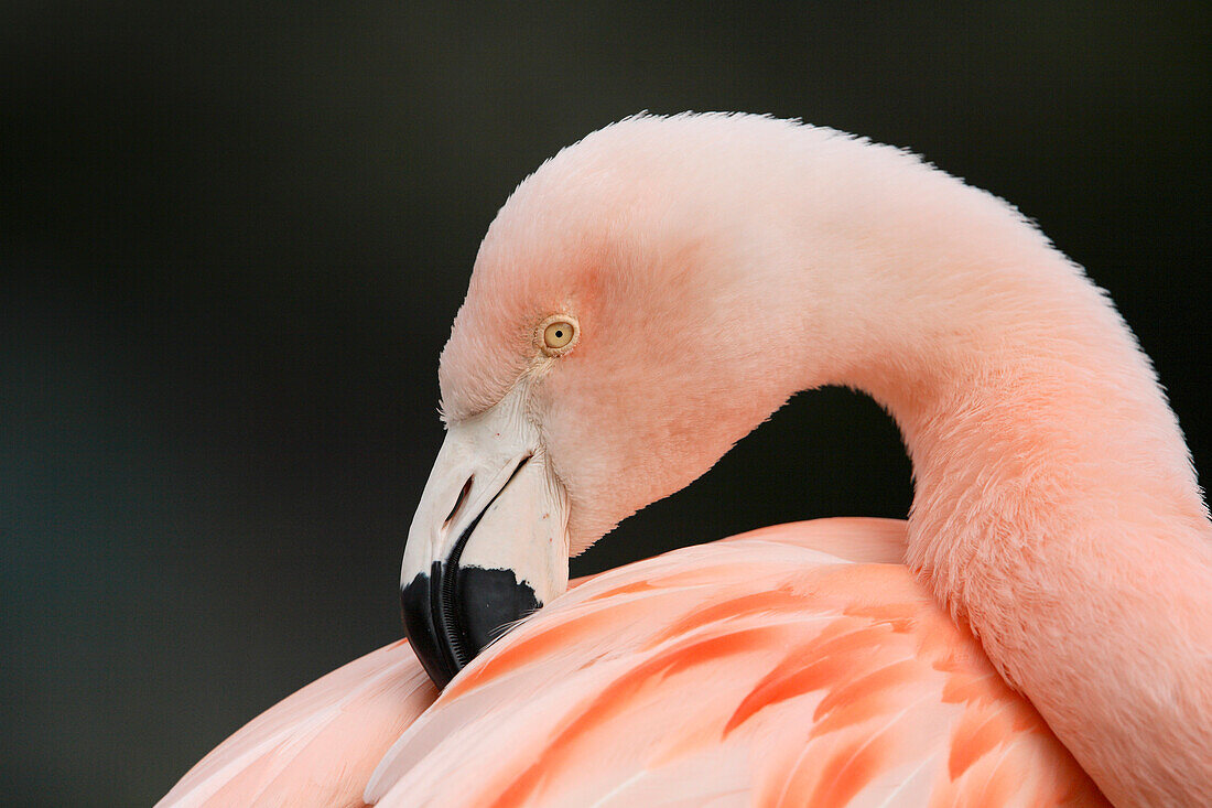 Nahaufnahme Porträt eines Chilenischen Flamingos (Phoenicopterus chilensis), Deutschland