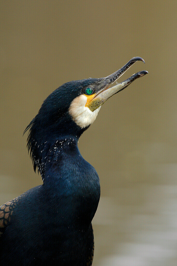 Close-up Portrait of a Great Cormorant (Phalacrocorax carbo), Gemany