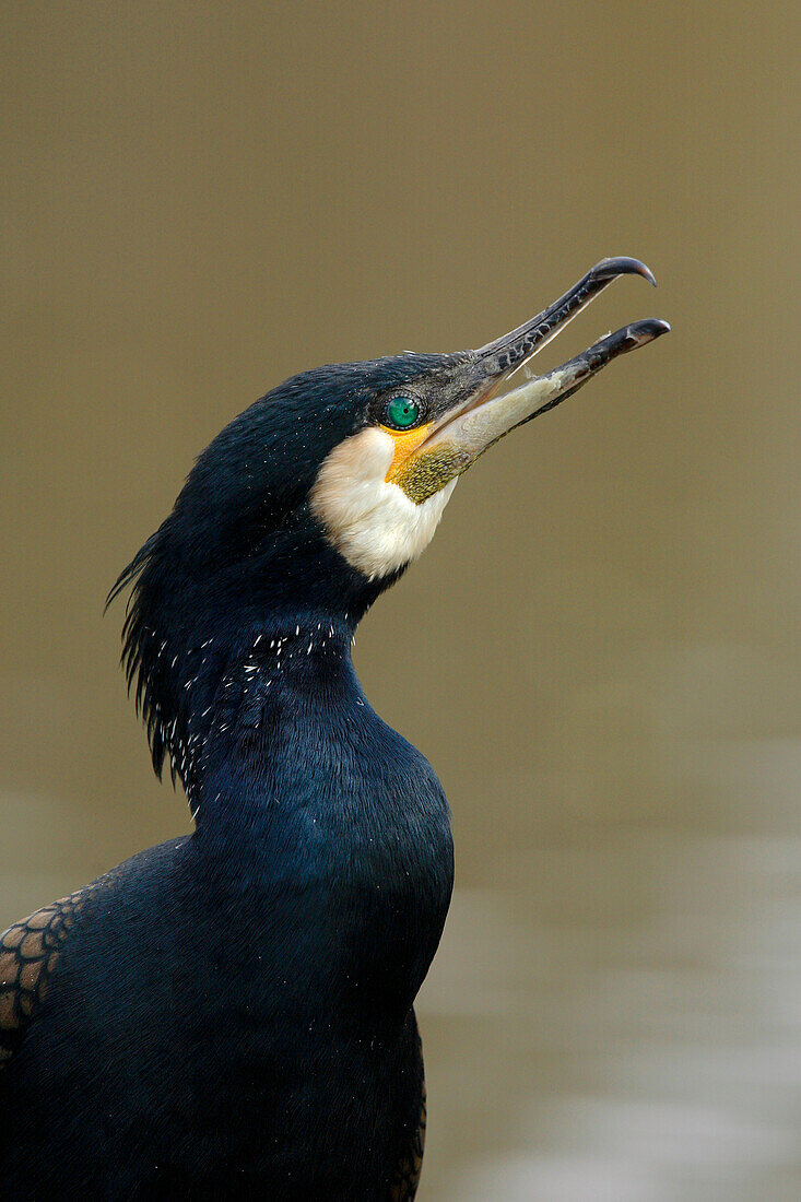 Nahaufnahme eines Großen Kormorans (Phalacrocorax carbo), Deutschland