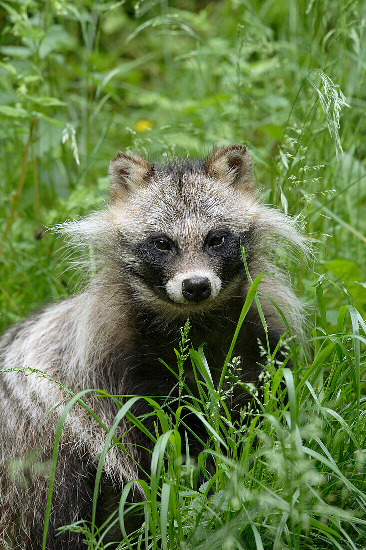 Nahaufnahme eines Waschbärhundes (Nyctereutes procyonoides), Hessen, Deutschland