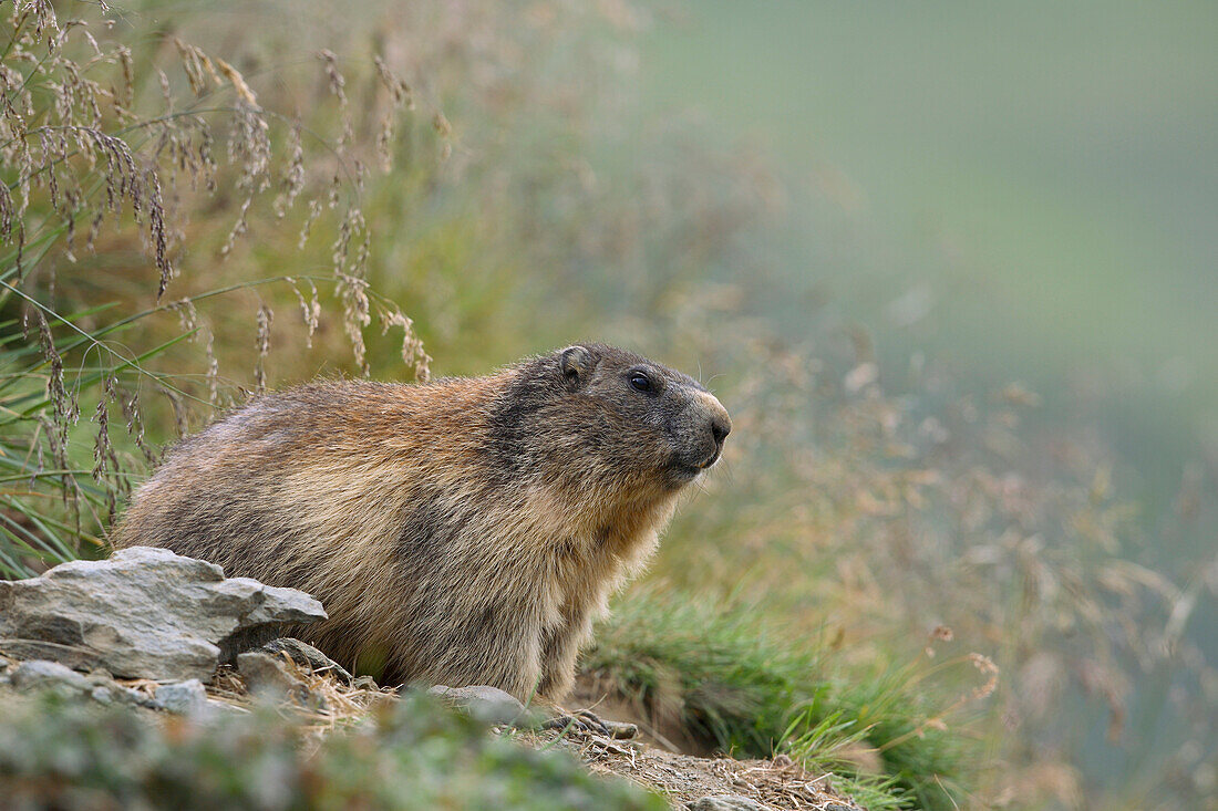 Porträt eines Alpenmurmeltiers (Marmota marmota), Nationalpark Hohe Tauern, Österreich