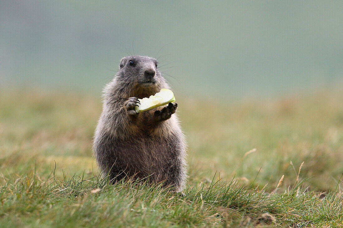 Junges Alpenmurmeltier (Marmota marmota) beim Fressen, Nationalpark Hohe Tauern, Österreich
