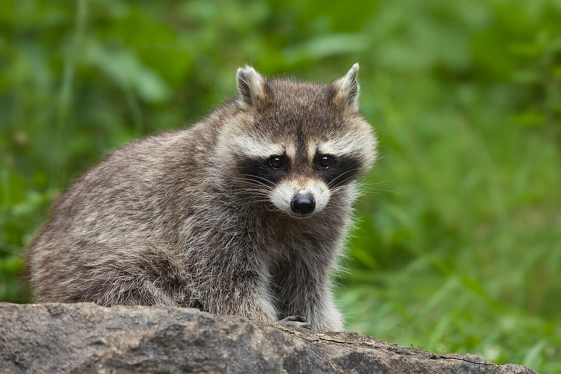 Close-up Portrait of a Raccoon (Procyon lotor), Germany
