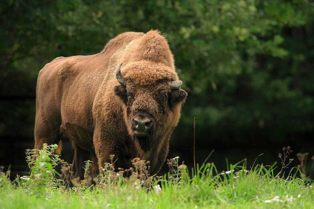 Portrait of European Bison (Bison bonasus), Germany