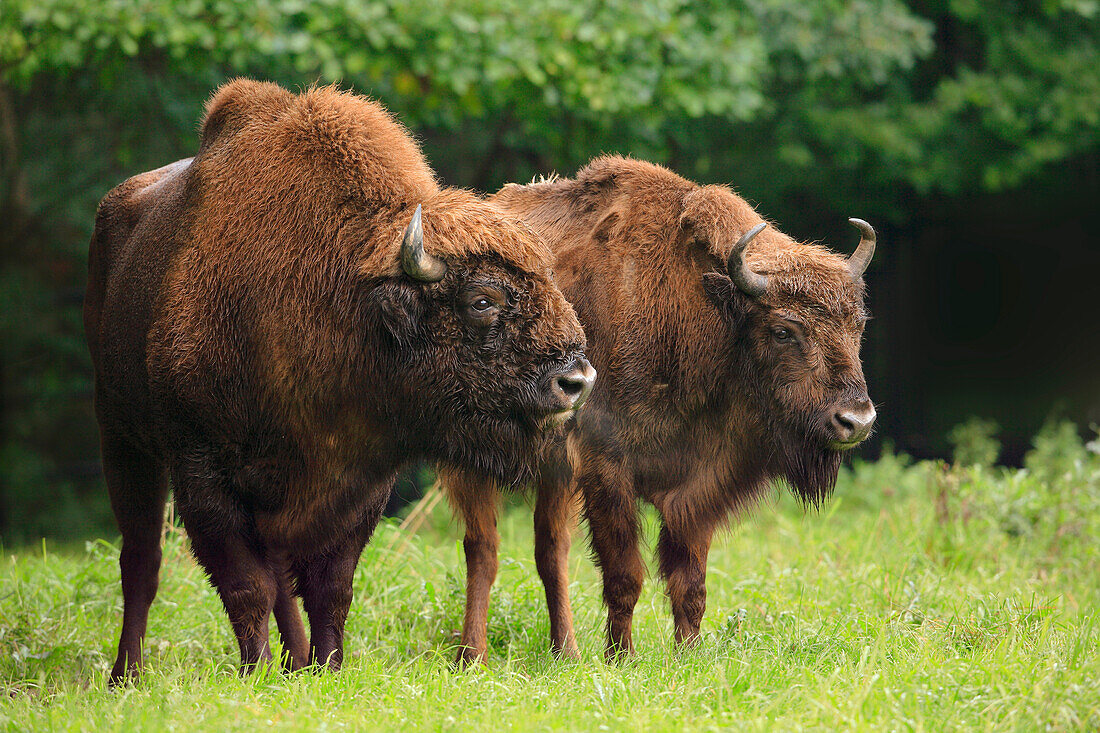 Portrait of Male and Female European Bison (Bison bonasus), Germany