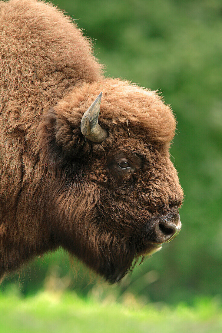 Nahaufnahme Porträt eines Wisents (Bison bonasus), Deutschland