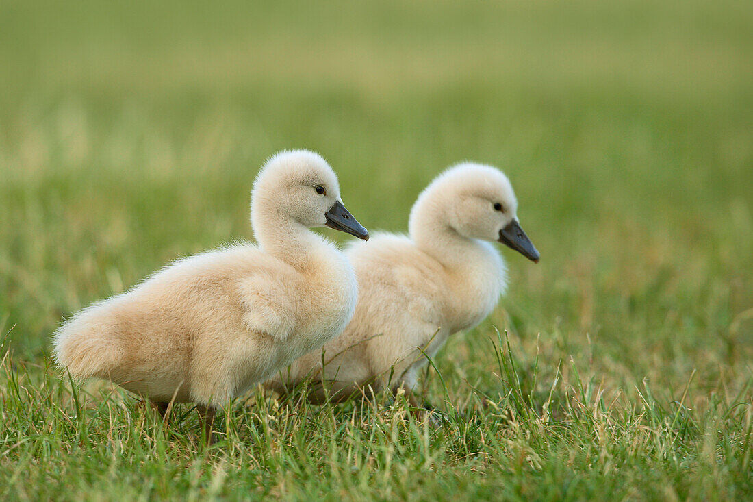 Two Mute Swan Cygnets (Cygnus olor), Germany